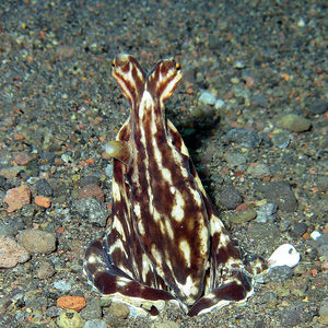 Thaumoctopus mimicus Thaumoctopus mimicus 拟态章鱼 Indonesia 印度尼西亚 Bali 巴厘岛 Amed Bay 巴厘岛艾湄湾 @LazyDiving.com 潜水时光