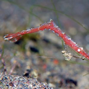 Tozeuma carolinense 印度尼西亚 Indonesia , 巴厘岛 Bali , 艾湄湾 Amed Bay @LazyDiving.com 潜水时光