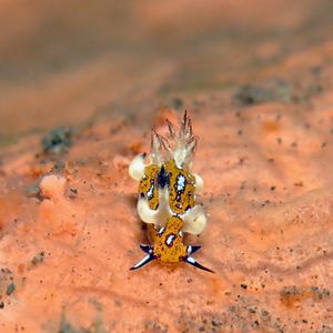 Trapania miltabrancha Trapania miltabrancha 印度尼西亚 Indonesia , 巴厘岛 Bali , 图蓝本 Tulamben @LazyDiving.com 潜水时光