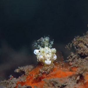 Trapania palmula Trapania palmula 隅海蛞蝓 Indonesia 印度尼西亚 Bali 巴厘岛 Tulamben 图蓝本 @LazyDiving.com 潜水时光