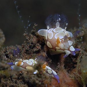 Trapania scurra 印度尼西亚 Indonesia , 巴厘岛 Bali , 图蓝本 Tulamben @LazyDiving.com 潜水时光