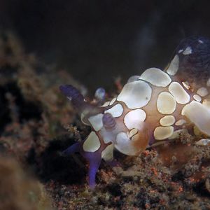 Trapania scurra Trapania scurra 小丑隅海蛞蝓 Indonesia 印度尼西亚 Bali 巴厘岛 Tulamben 图蓝本 @LazyDiving.com 潜水时光