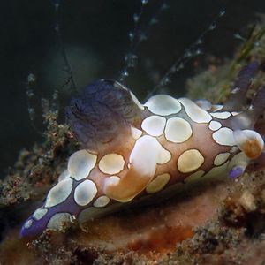 Trapania scurra 印度尼西亚 Indonesia , 巴厘岛 Bali , 图蓝本 Tulamben @LazyDiving.com 潜水时光