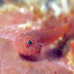 Trimma macrophthalmum 印度尼西亚 Indonesia , 巴厘岛 Bali , 艾湄湾 Amed Bay @LazyDiving.com 潜水时光