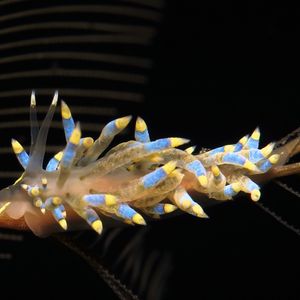 Trinchesia caerulea 印度尼西亚 Indonesia , 巴厘岛 Bali , 艾湄湾 Amed Bay @LazyDiving.com 潜水时光