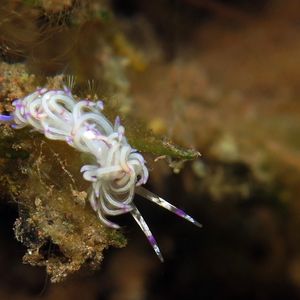 Unidentia sandramillenae Unidentia sandramillenae 光纤海蛞蝓 Indonesia 印度尼西亚 Bali 巴厘岛 Tulamben 图蓝本 @LazyDiving.com 潜水时光