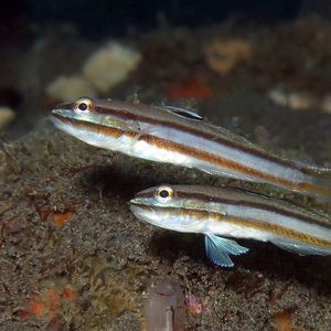 Valenciennea helsdingenii Valenciennea helsdingenii 印度尼西亚 Indonesia , 巴厘岛 Bali , 图蓝本 Tulamben @LazyDiving.com 潜水时光