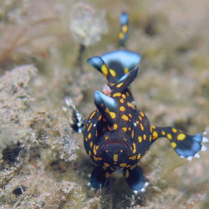 Antennarius maculatus 印度尼西亚 Indonesia , 巴厘岛 Bali , 图蓝本 Tulamben @LazyDiving.com 潜水时光