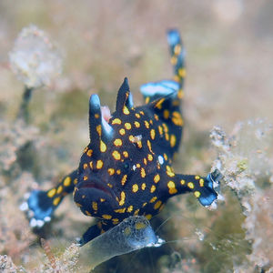 Antennarius maculatus Antennarius maculatus 印度尼西亚 Indonesia , 巴厘岛 Bali , 图蓝本 Tulamben @LazyDiving.com 潜水时光