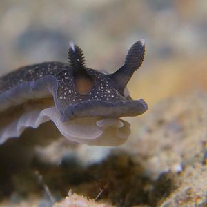 Dendrodoris nigra 印度尼西亚 Indonesia , 安汶 Ambon @LazyDiving.com 潜水时光