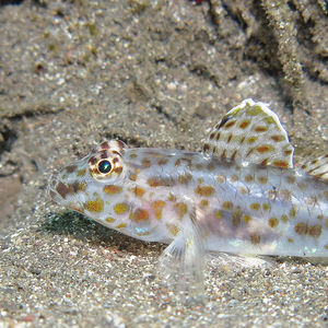 Fusigobius aureus 印度尼西亚 Indonesia , 巴厘岛 Bali , 艾湄湾 Amed Bay @LazyDiving.com 潜水时光