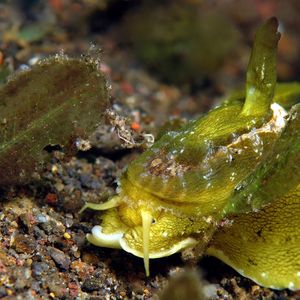 Amed Bay  Macroschisma cuspidatum