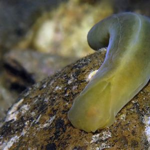 Phanerophthalmus olivaceus 印度尼西亚 Indonesia , 安汶 Ambon @LazyDiving.com 潜水时光