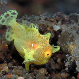 Antennarius pictus 印度尼西亚 Indonesia , 巴厘岛 Bali , 艾湄湾 Amed Bay @LazyDiving.com 潜水时光