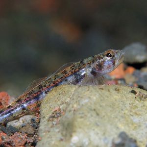 Gobiidae 印度尼西亚 Indonesia , 巴厘岛 Bali , 图蓝本 Tulamben @LazyDiving.com 潜水时光