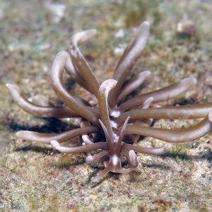 Phyllodesmium colemani Phyllodesmium colemani 科立曼灰翼海蛞蝓 Philippines 菲律宾 Romblon 朗布隆 @LazyDiving.com 潜水时光