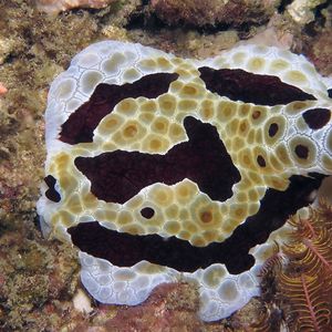 Pleurobranchus grandis Pleurobranchus grandis 巨大侧鰓海蛞蝓 Timor-Leste 东帝汶 @LazyDiving.com 潜水时光