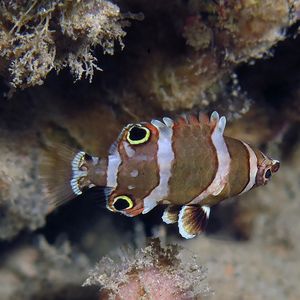 Wetmorella nigropinnata Wetmorella nigropinnata 箭头龙 Philippines 菲律宾 Dumaguete 杜马盖地 @LazyDiving.com 潜水时光