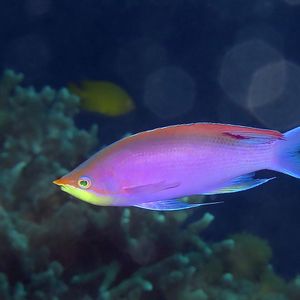 Pseudanthias tuka 菲律宾 Philippines , 杜马盖地 Dumaguete @LazyDiving.com 潜水时光