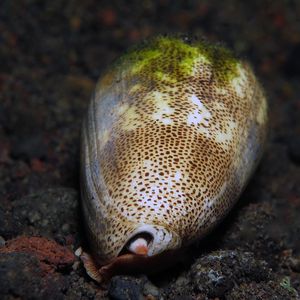 Conus arenatus Conus arenatus 纹身芋螺 Indonesia 印度尼西亚 Bali 巴厘岛 Amed Bay 巴厘岛艾湄湾 @LazyDiving.com 潜水时光