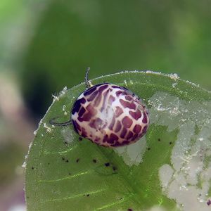 Smaragdia tragena 东帝汶 Timor-Leste @LazyDiving.com 潜水时光