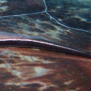 Echeneis naucrates Echeneis naucrates 菲律宾 Philippines , 杜马盖地 Dumaguete @LazyDiving.com 潜水时光