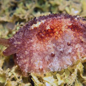 Pleurobranchus albiguttatus 印度尼西亚 Indonesia , 安汶 Ambon @LazyDiving.com ��潜水时光