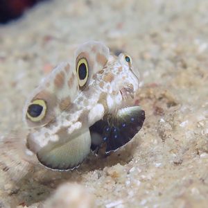 Signigobius biocellatus 菲律宾 Philippines , 朗布隆 Romblon @LazyDiving.com 潜水时光