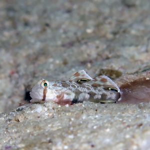 Signigobius biocellatus Signigobius biocellatus 菲律宾 Philippines , 朗布隆 Romblon @LazyDiving.com 潜水时光