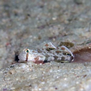 Signigobius biocellatus 菲律宾 Philippines , 朗布隆 Romblon @LazyDiving.com 潜水时光