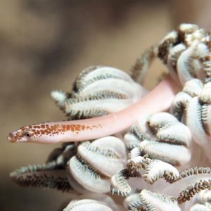 Siokunichthys herrei 菲律宾 Philippines , 朗布隆 Romblon @LazyDiving.com 潜水时光