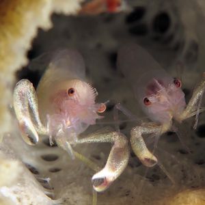 Thaumastocaris streptopus Thaumastocaris streptopus 管状海绵共生虾 Indonesia 印度尼西亚 Ambon 安汶 @LazyDiving.com 潜水时光