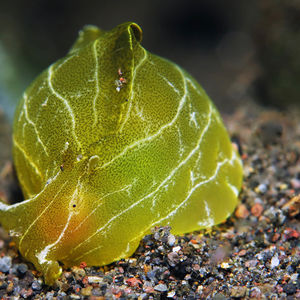 Syphonota geographica 印度尼�西亚 Indonesia , 巴厘岛 Bali , 艾湄湾 Amed Bay @LazyDiving.com 潜水时光