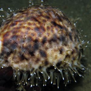 Cypraea tigris Cypraea tigris 虎斑宝螺 Indonesia 印度尼西亚 Ambon 安汶 @LazyDiving.com 潜水时光