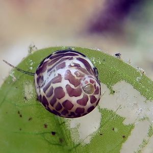 Smaragdia tragena 东帝汶 Timor-Leste @LazyDiving.com 潜水时光