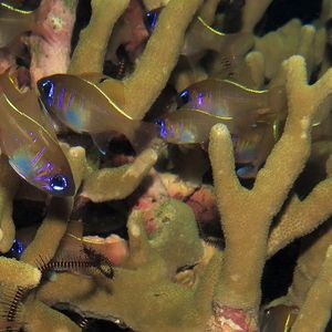 Zoramia leptacantha Zoramia leptacantha 长刺天竺鲷 Philippines 菲律宾 Romblon 朗布隆 @LazyDiving.com 潜水时光