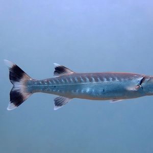 Sphyraena barracuda 印度尼西亚 Indonesia , 安汶 Ambon @LazyDiving.com 潜水时光