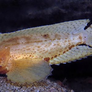 Ablabys macracanthus Ablabys macracanthus 印度尼西亚 Indonesia , 马鲁古 Maluku , 安汶 Ambon @LazyDiving.com 潜水时光