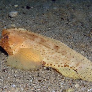 Ablabys macracanthus Ablabys macracanthus 印度尼西亚 Indonesia , 马鲁古 Maluku , 安汶 Ambon @LazyDiving.com 潜水时光