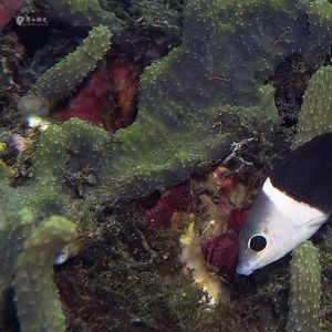 Hemigymnus melapterus Hemigymnus melapterus 印度尼西亚 Indonesia , 马鲁古 Maluku , 安汶 Ambon @LazyDiving.com 潜水时光