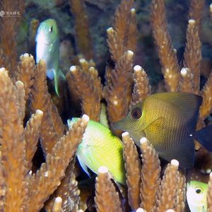 Zebrasoma scopas 印度尼西亚 Indonesia , 安汶 Ambon @LazyDiving.com 潜水时光