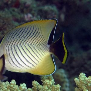 Chaetodon trifascialis 印度尼西亚 Indonesia , 安汶 Ambon @LazyDiving.com 潜水时光