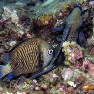 Dascyllus reticulatus Dascyllus reticulatus 二间雀 Indonesia 印度尼西亚 Ambon 安汶 @LazyDiving.com 潜水时光