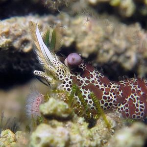 Saron neglectus 印度尼西亚 Indonesia , 安汶 Ambon @LazyDiving.com 潜水时光