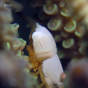 Coralliocaris superba 印度尼西亚 Indonesia , 安汶 Ambon @LazyDiving.com 潜水时光