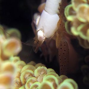 Coralliocaris superba Coralliocaris superba 褐点珊瑚虾 Indonesia 印度尼西亚 Ambon 安汶 @LazyDiving.com 潜水时光