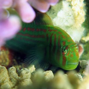 Gobiodon histrio 印度尼西亚 Indonesia , 安汶 Ambon @LazyDiving.com 潜水时光