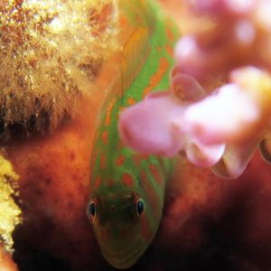 Gobiodon histrio Gobiodon histrio 宽纹叶虾虎鱼 Indonesia 印度尼西亚 Ambon 安汶 @LazyDiving.com 潜水时光