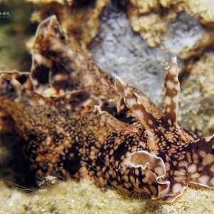 Aplysia kurodai 印度尼西亚 Indonesia , 安汶 Ambon @LazyDiving.com 潜水时光