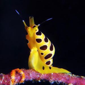 Cuspivolva tigris 印度尼西亚 Indonesia , 安汶 Ambon @LazyDiving.com 潜水时光